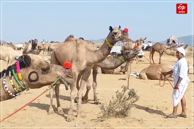 Pushkar Cattle Fair