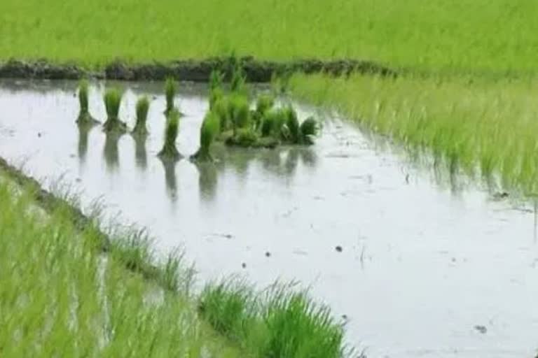 ബംഗ്ലാദേശുകാര്‍  ബംഗാളില്‍ കൃഷി ചെയ്‌ത് ബംഗ്ലാദേശുകാര്‍  സുരക്ഷാസേന  Bangladeshi farmers  Indian lands  Bangladeshi has free access to Indian land  Bangladeshi farmers agricultural in bengal  ബംഗ്ലാദേശി