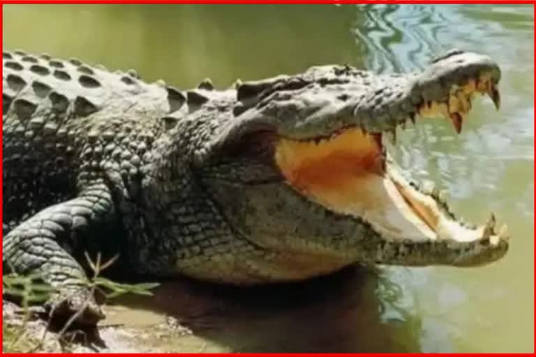 crocodile swallowed man