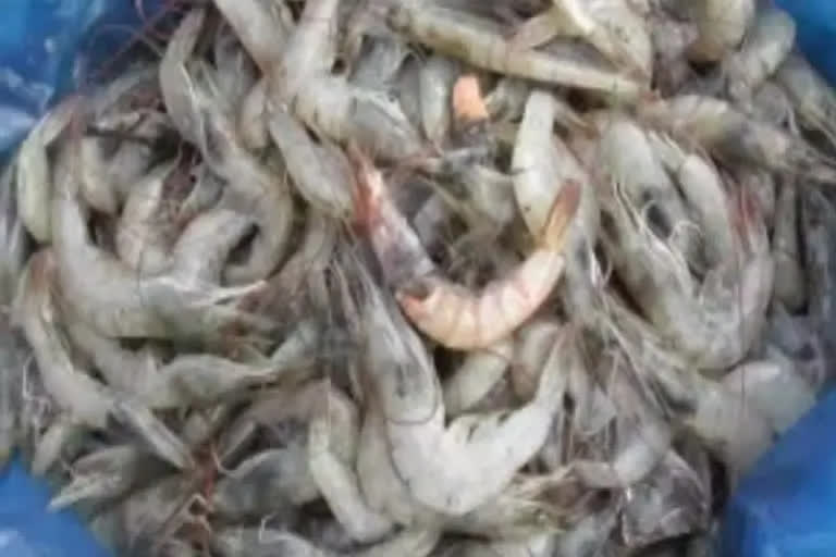 Taking advantage of govt schemes, women in Haryana trying their hand at shrimp production