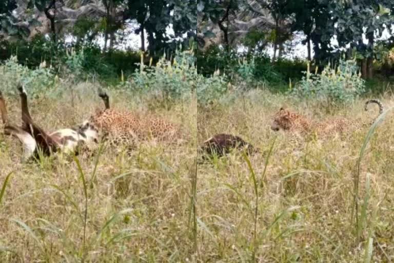 leopard killed a cow in hassan