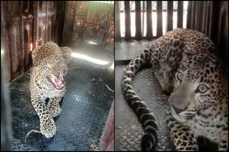 A male leopard fell into a bone in Arhala