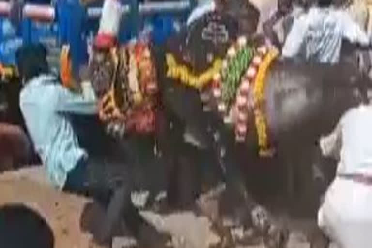 Shivamogga: Two killed in mishap in Diwali bull race