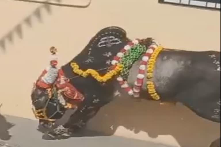 ಶಿವಮೊಗ್ಗದಲ್ಲಿ ಹೋರಿ ಬೆದರಿಸುವ ಸ್ಪರ್ಧೆ