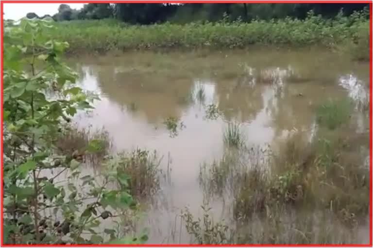 Heavy crop damage due to return rains