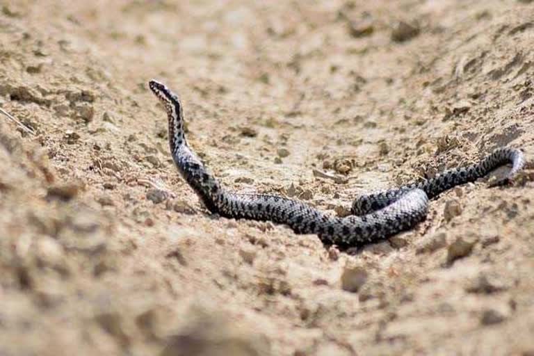 Child bites Snake