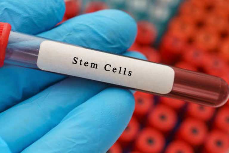 Stem cell grafts and rehabilitation combined boost spinal cord injury results