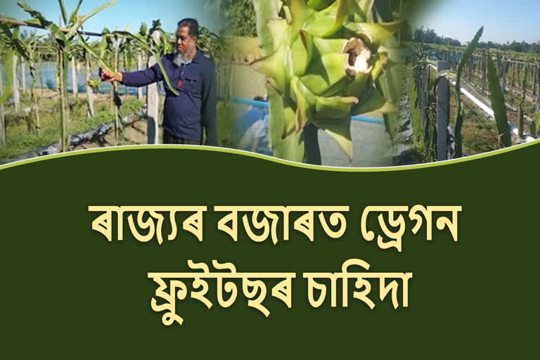 Dragon Fruits Farming at Dalgaon