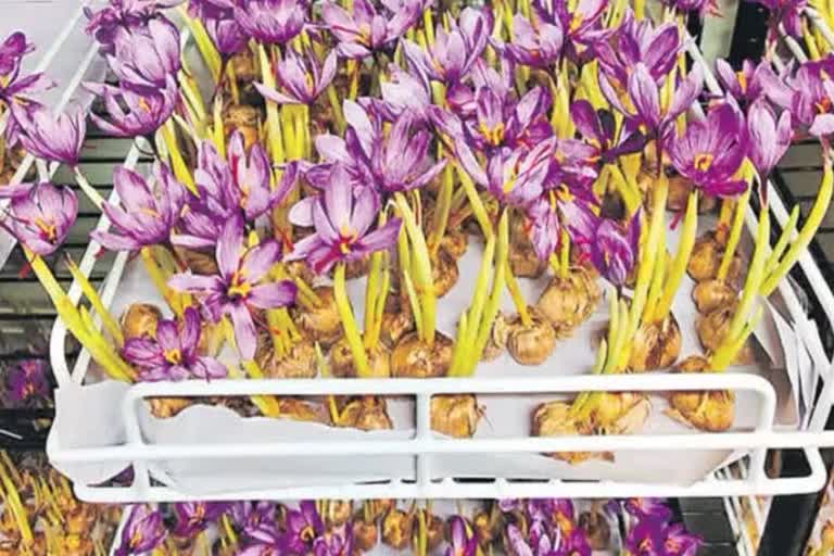 کشمیر میں امسال زعفران کی پیداوار میں تیس فیصد کا اضافہ