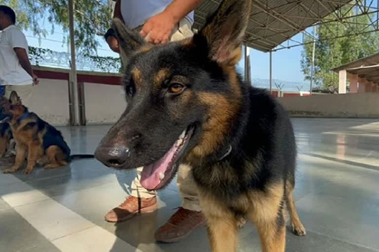 German Shepherd Dog Show in Raipu