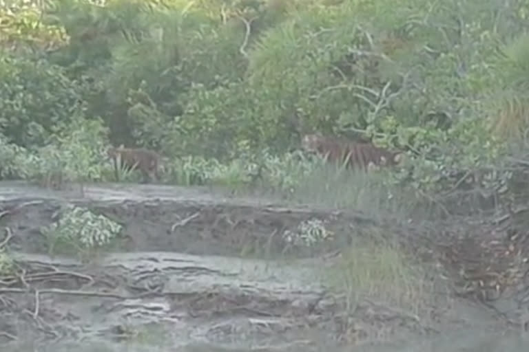 Four tigers seen together in forest of Sundarbans
