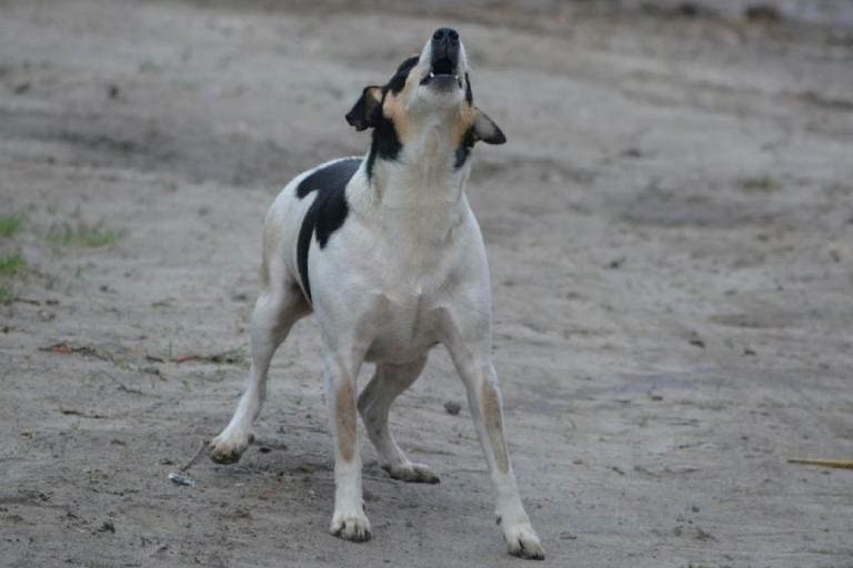 Stray Dog Allegedly Kills by Two Youth for Barking at Them in Madhya Pradesh