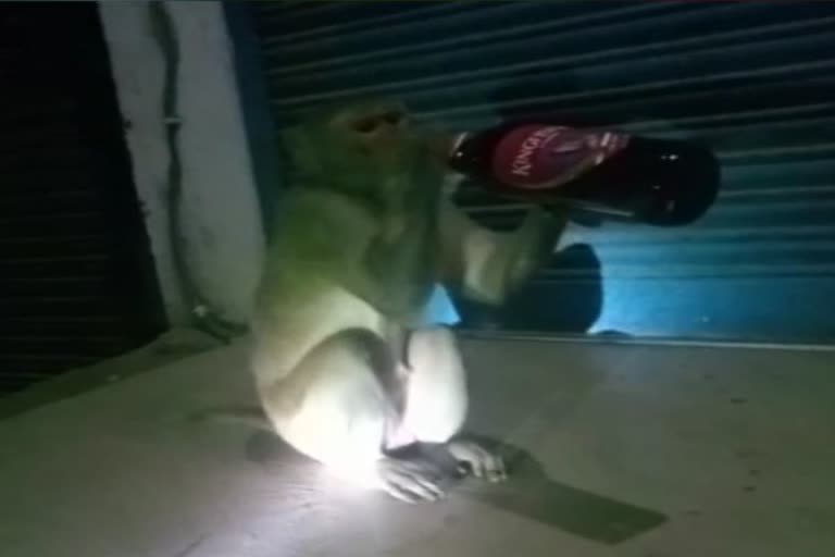 alcohol loving monkey