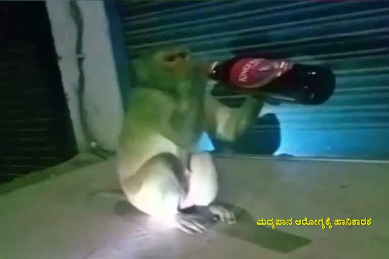 alcoholic-monkey-in-rae-bareli-troubles-liquor-venders