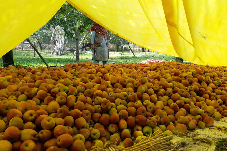 Apple Growers Worried About Low Price