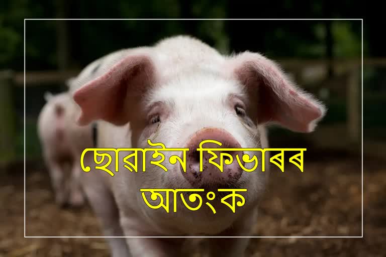 African swine fever in Sivasagar