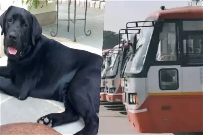 half-tickets-for-pets-on-ksrtc-buses