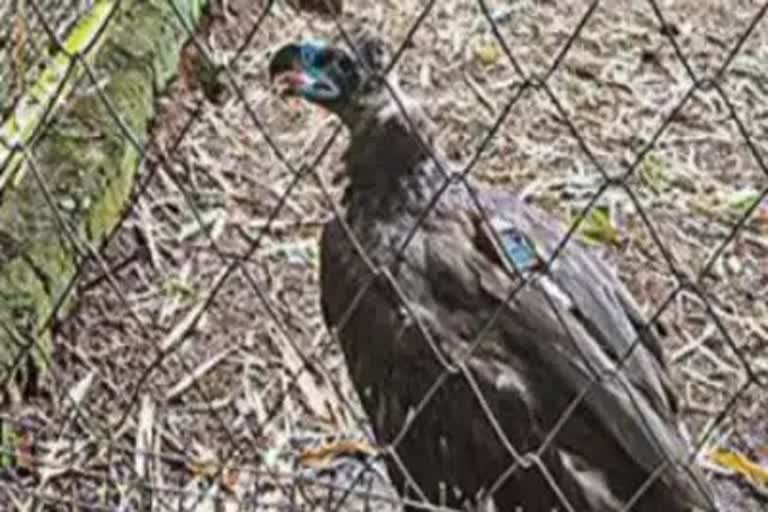 Cinereous vulture rescue