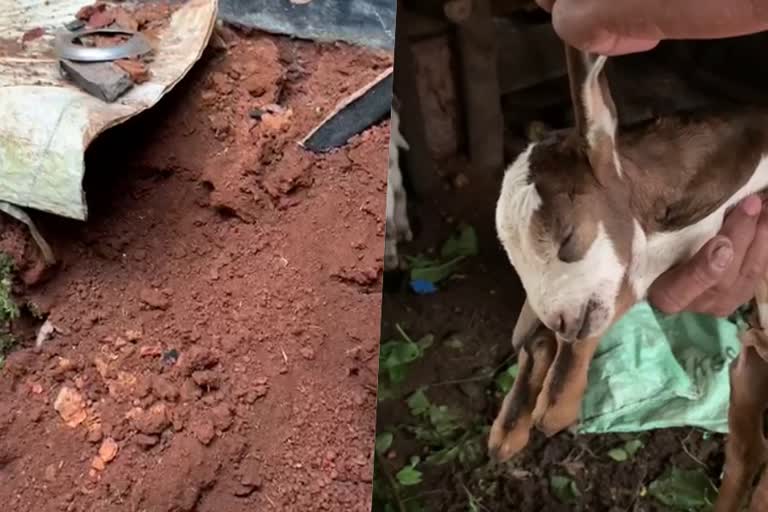 widespread damage in mukkam  lightning strike  lightning strike in mukkam  damage in house  goat died  latest news in kozhikode  latest news today  മുക്കത്ത് ഇടിമിന്നലാഘാതം  വീടിന് കേടുപാട് സംഭവിക്കുകയും  ആട് ചാവുകയും ചെയ്‌തു  ശ്രീനിരയത്തിൽ പ്രകാശന്റെ വീടിനാണ് കേടുപാട്  കോഴിക്കോട് ഏറ്റവും പുതിയ വാര്‍ത്ത  ഇന്നത്തെ പ്രധാന വാര്‍ത്ത