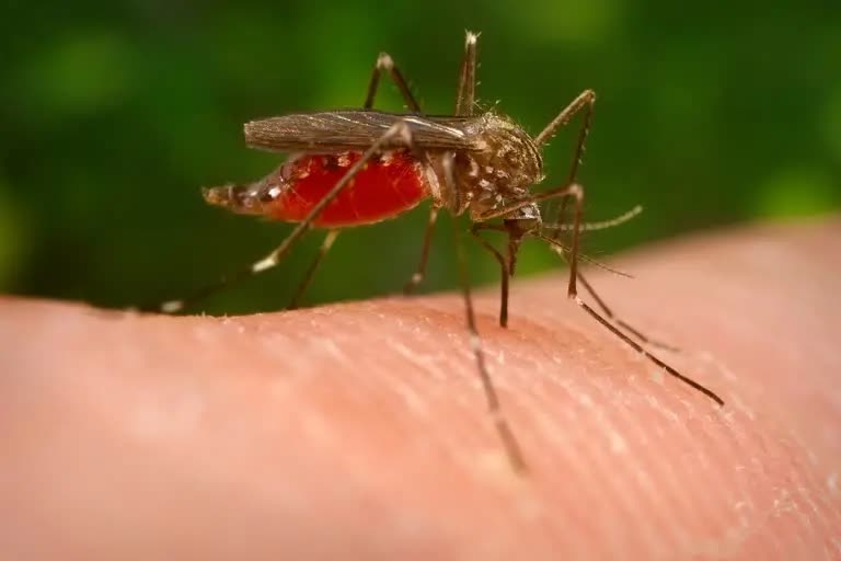 Dengue cases on rise in Karbi Anglong