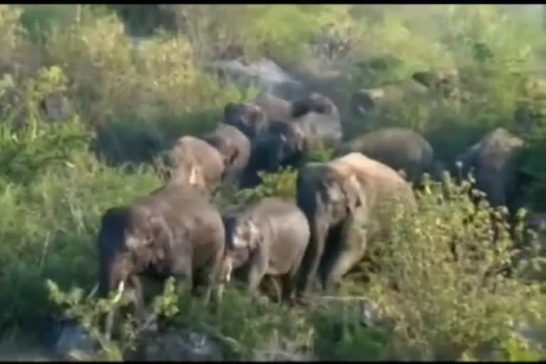 Herd of wildebeest captured on drone camera