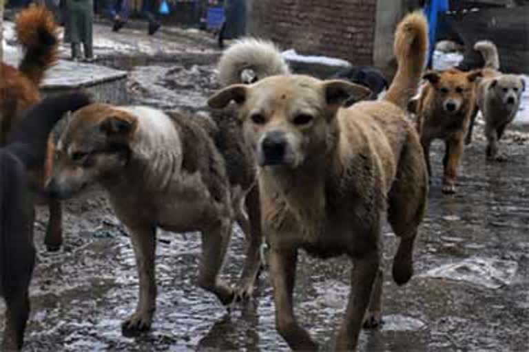 man blood licked by dog in uttarpradesh