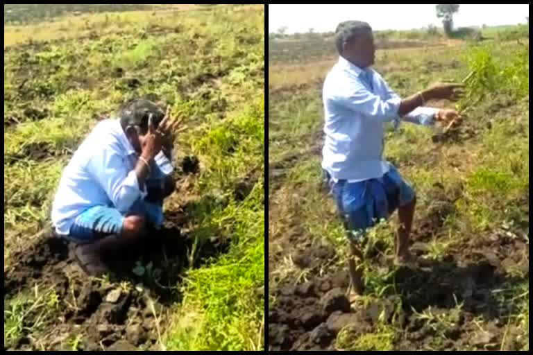 farmer-destroys-his-own-crops-in-hubballi