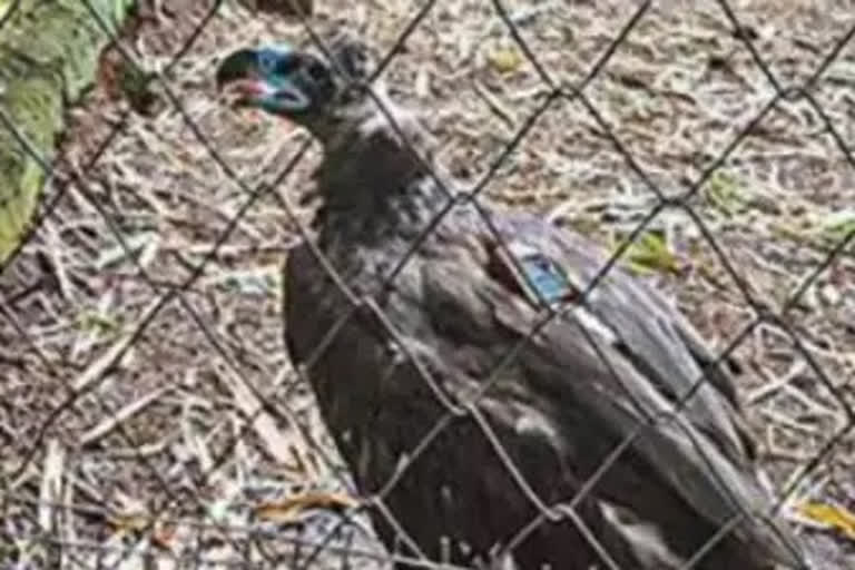 Cinereous vulture Rescue