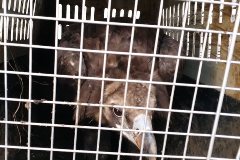 Cinereous Vulture rescued