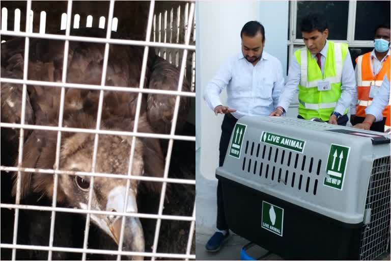 cinereous-vulture-rescued-by-airlift-brought-to-jodhpur-from-chennai