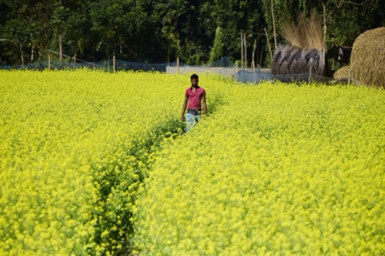 mustard farming