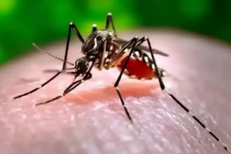 Dengue cases increased in Bihar