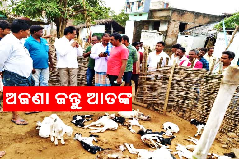 several goats died an unknown animal attack in kashinagar gajapati