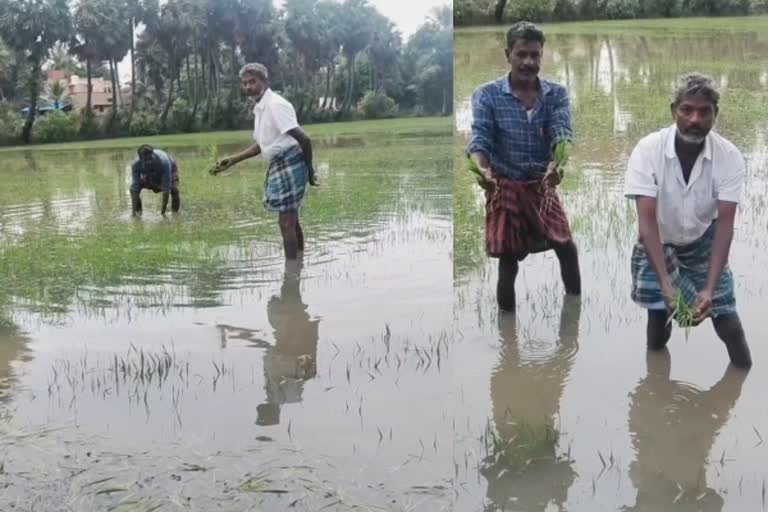 மழையால் நீரில் மூழ்கிய 10 ஆயிரம் ஏக்கர் சம்பா பயிர்கள் விவசாயிகள் கவலை