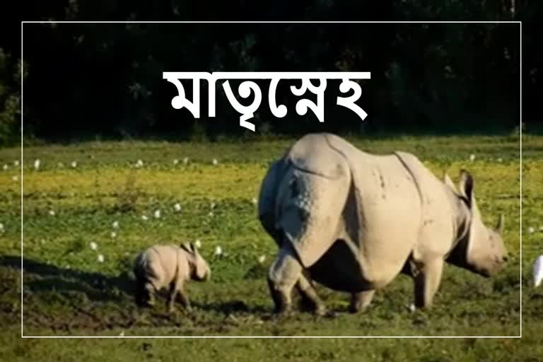 Rhino viral video in Kaziranga National park