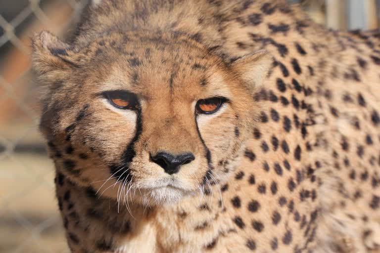 cheetahs to move enclosure in november