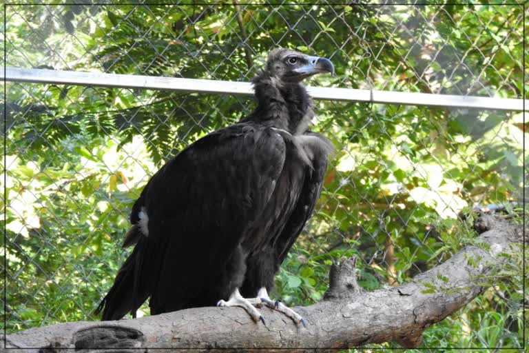 Cinereous Vulture Rescue, Vulture Brought to Jodhpur from Chennai