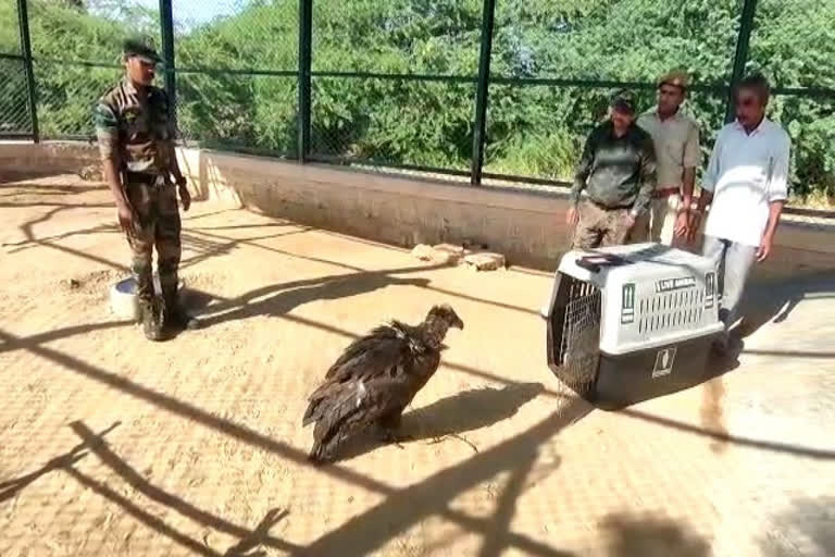 Ockhi observation 24 hours at Machia wildlife park  Cinereous Vulture will Brought Jodhpur by Air  Vulture Ockhi healthy after Jaipur flight  Vulture Ockhi  சினேரியஸ் கழுகு  கண்காணிப்பில் சினேரியஸ் கழுகு