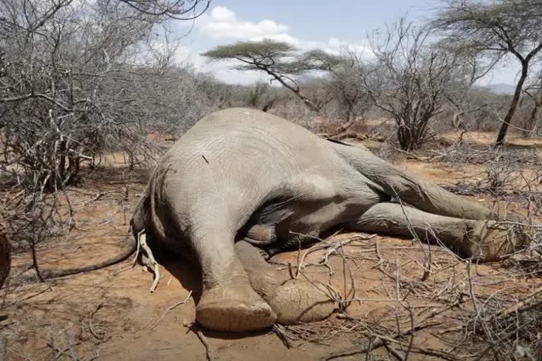 Hundreds of elephants zebras died from Kenyas terrible drought