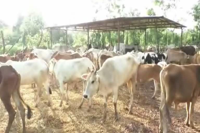 Maa Goshala cow sale scam