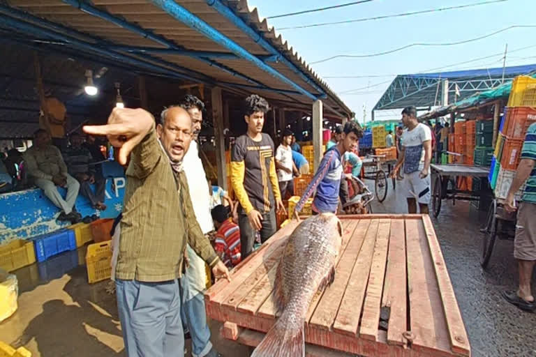 WB: Telia Bhola fish worth lakhs caught in Digha