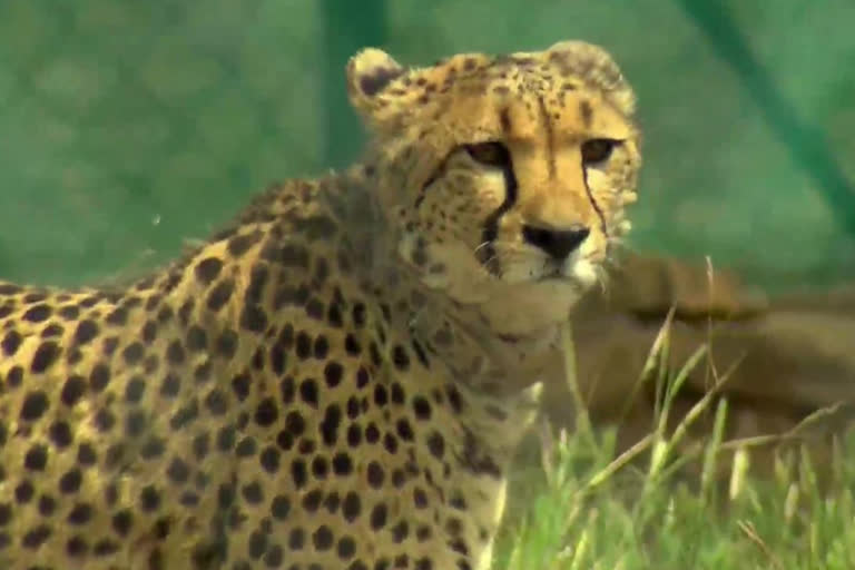 cheetahs released in acclimatisation enclosure