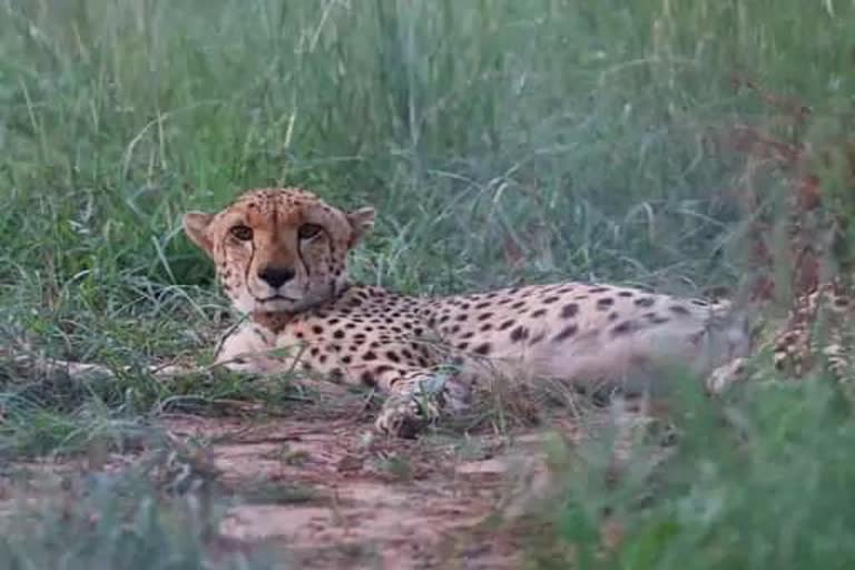 2 male leopards left in big enclosure