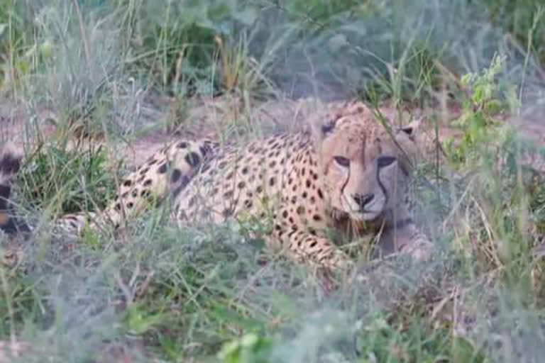 Narendra Modi Tweets on Two Cheetahs Released to Bigger Enclosure at Kuno National Park