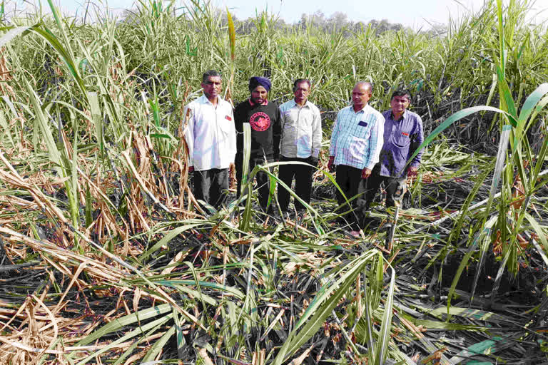 Elephants Damaged Sugarcane crop in Doiwala