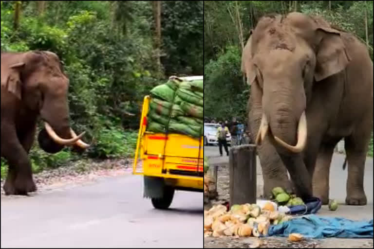 wild elephant padayappa attack mattuppetti munnar  wild elephant padayappa attack  പടയപ്പ  പടയപ്പ ആന  ഇടുക്കിയിലെ മാട്ടുപ്പെട്ടി  ഇടുക്കി  മാട്ടുപ്പെട്ടിയില്‍ കാട്ടാനയിറങ്ങി  ഇടുക്കി മാട്ടുപ്പെട്ടി എക്കോപോയിന്‍റ്  wild elephant padayappa attack mattuppetti