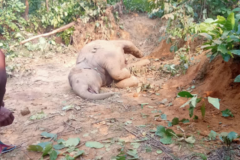 Small Elephant died in Khunti