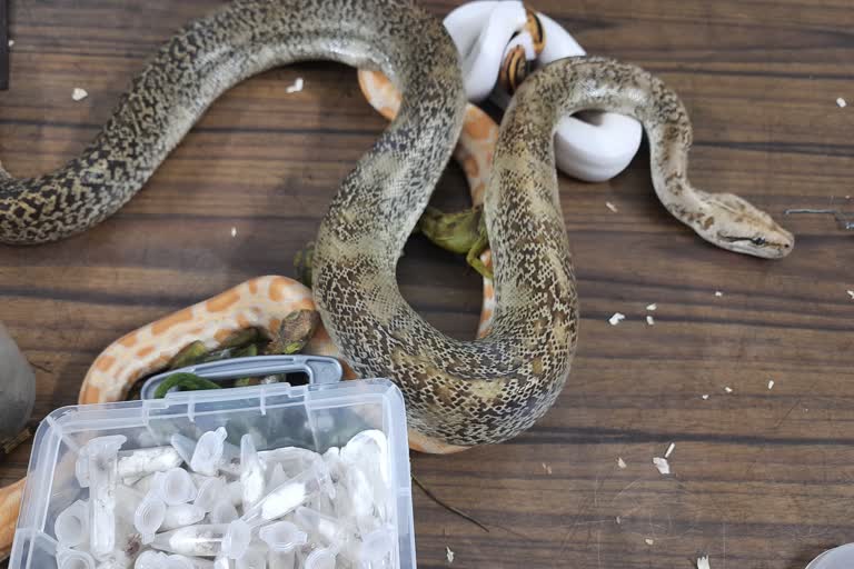 Woman arrested with exotic breed snake in Jamshedpur