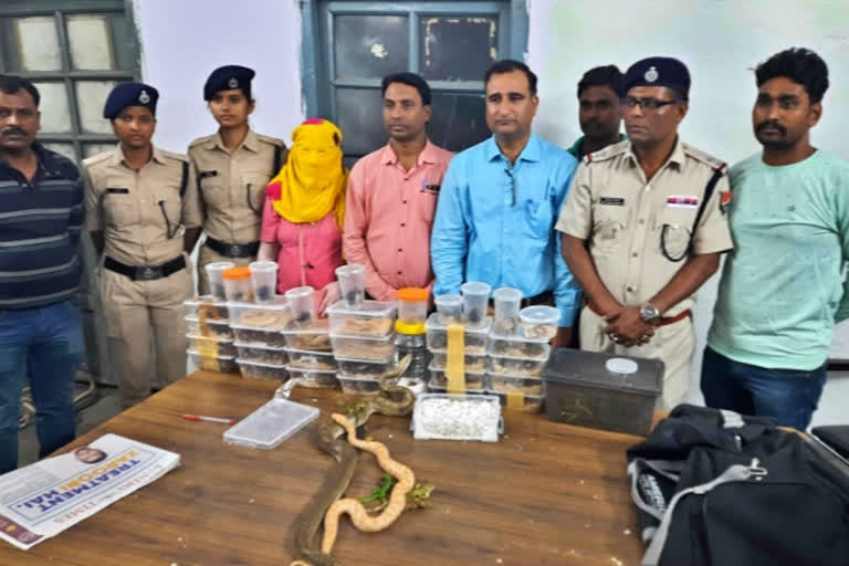 Woman held with exotic snakes worth crores in Jamshedpur