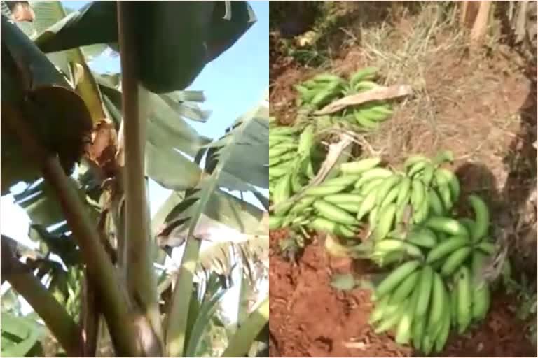 Bananas were stolen and harvested